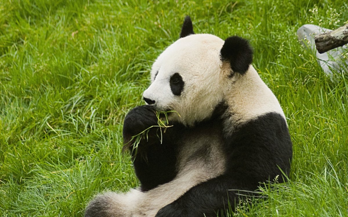 КХУНДИ Панда