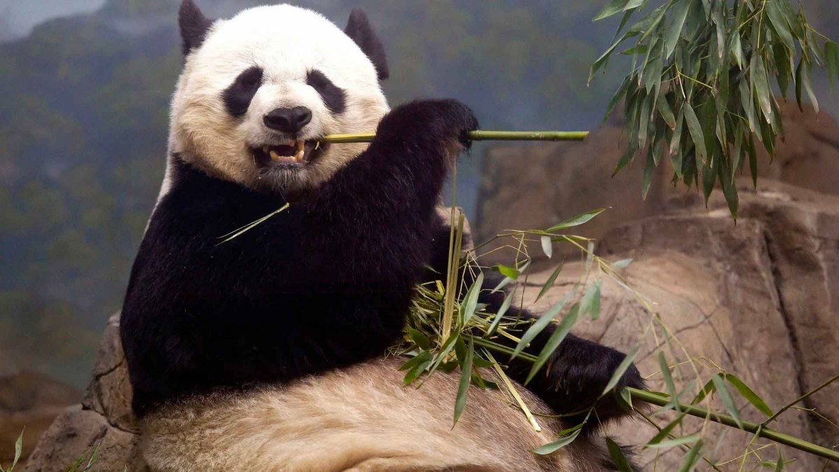 Панда бамбуковый мишка