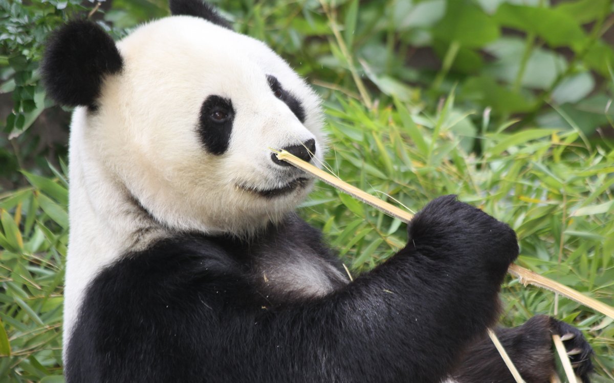 Медведь Панда