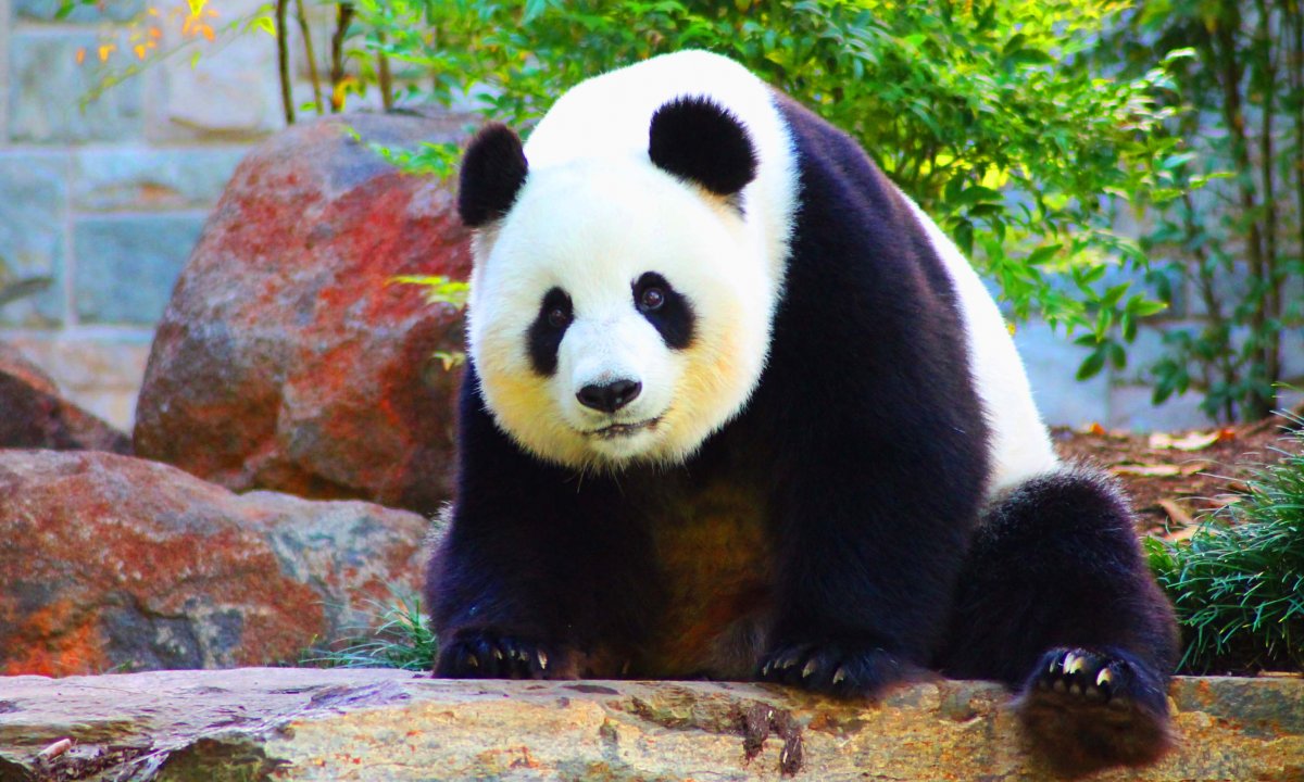 Панда фото