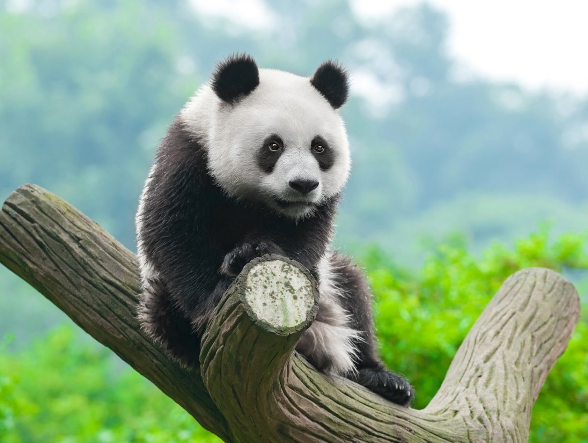 Картина поиномерам панды