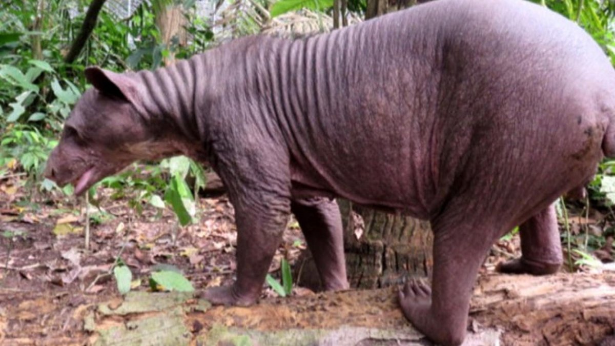 Бурый медведь без шерсти