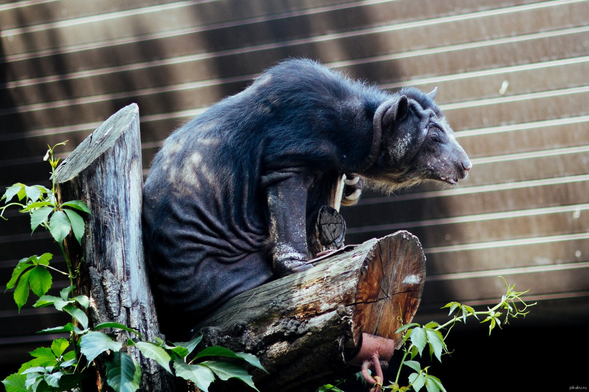 Бритый медведь