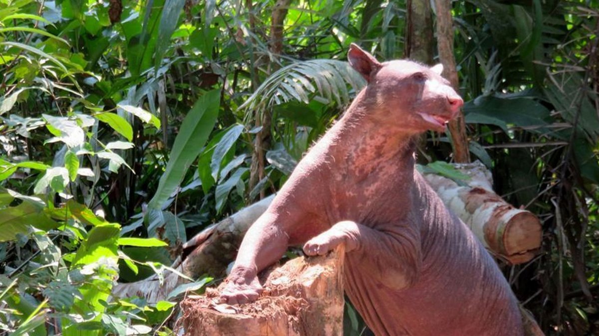 Бурый медведь без шерсти