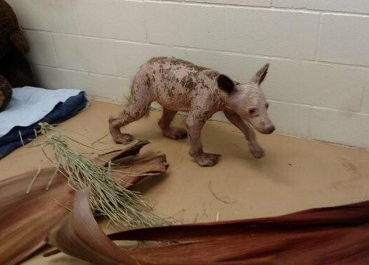 Белый медведь без шерсти