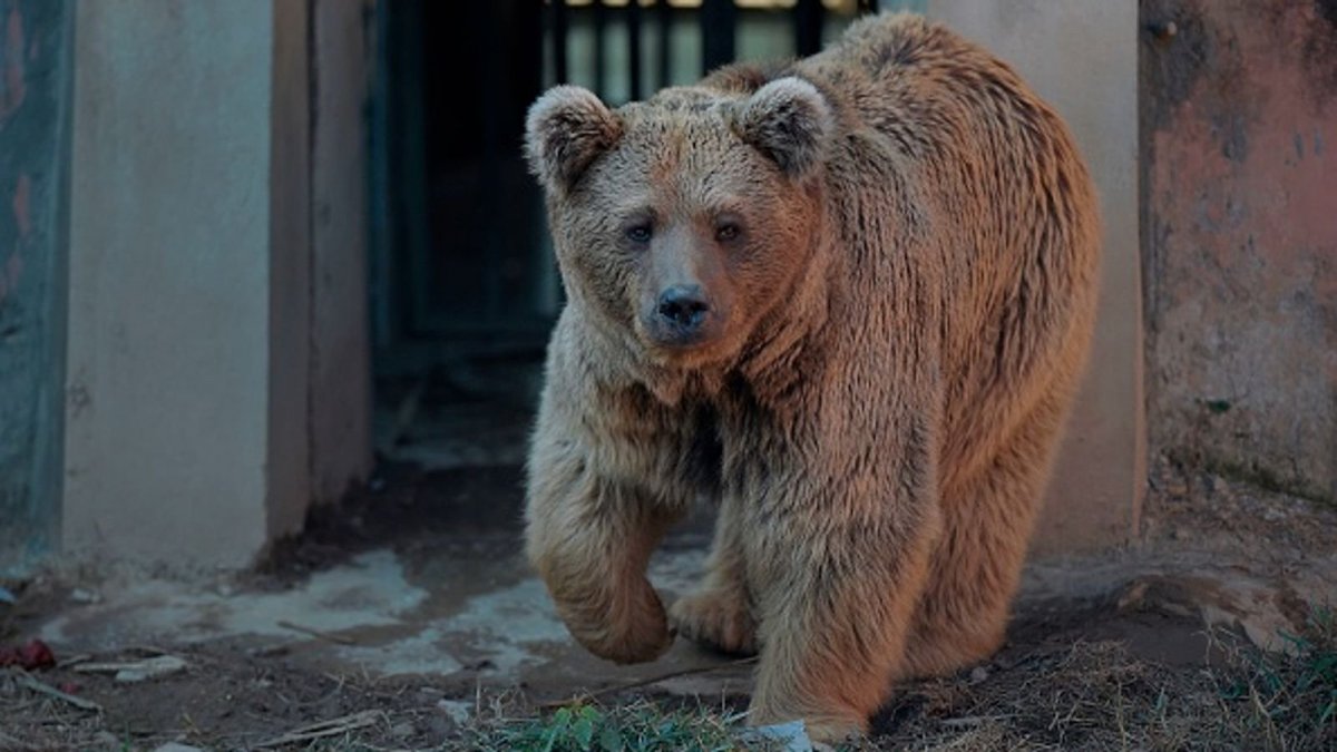 Белый медведь без шерсти
