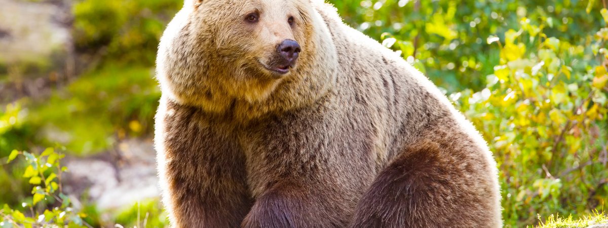 Лысая обезьяна