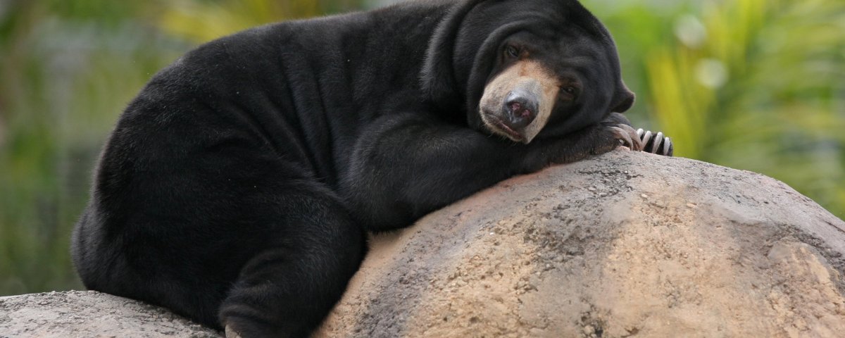 Хищные звери Медвежьи