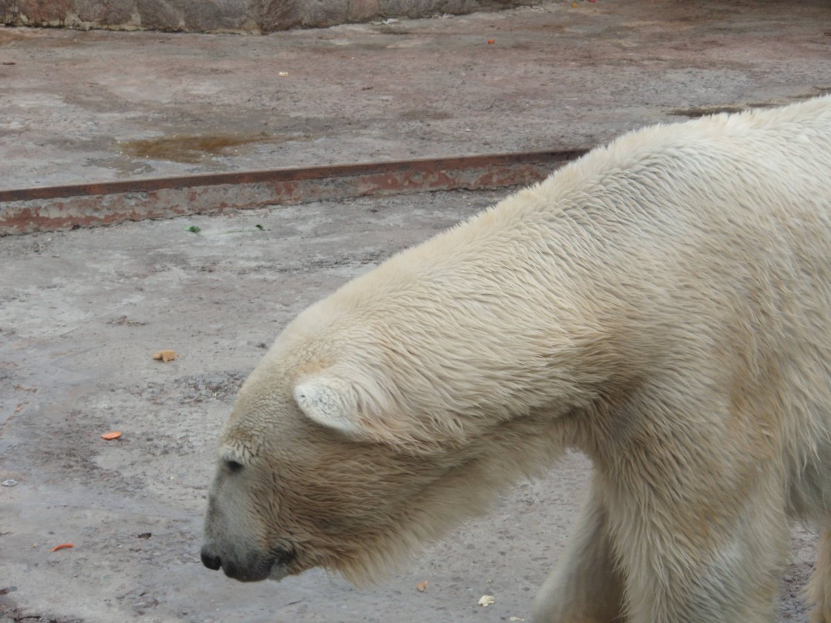 Белый медведь без шерсти