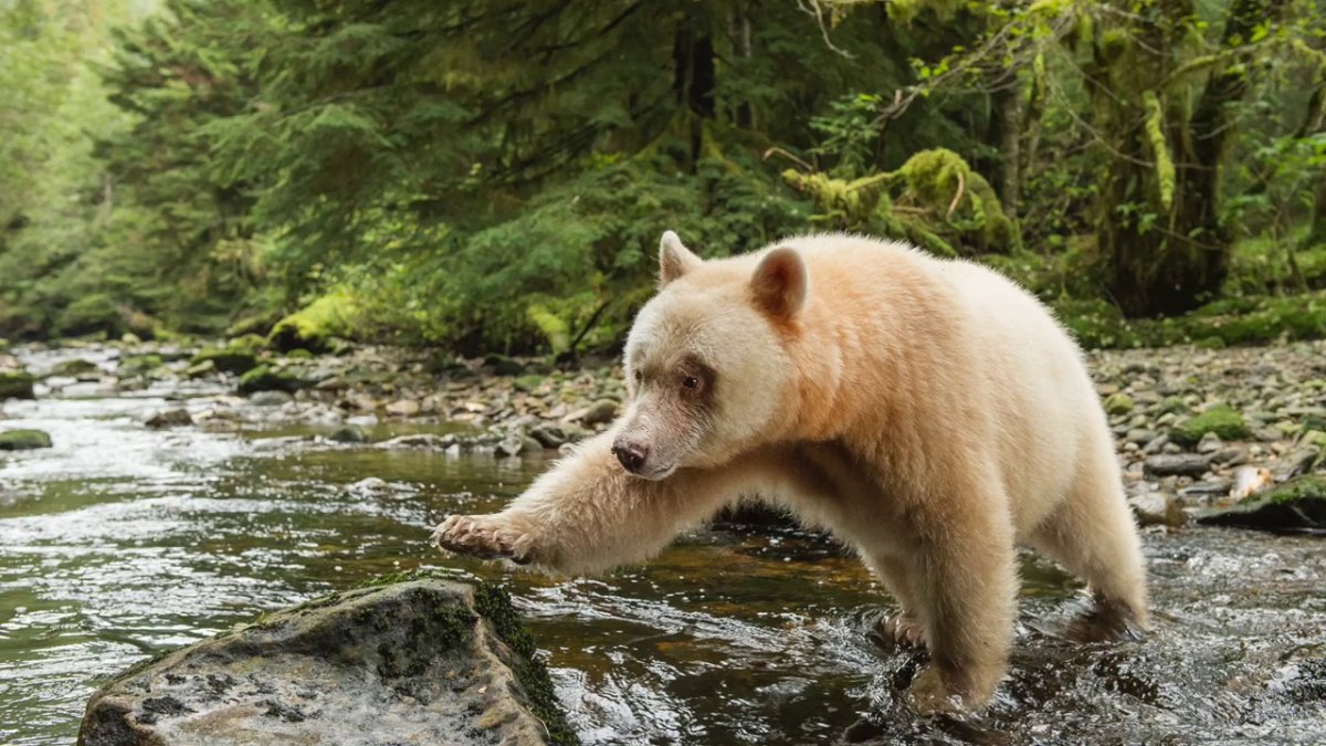Тяньшанский бурый медведь