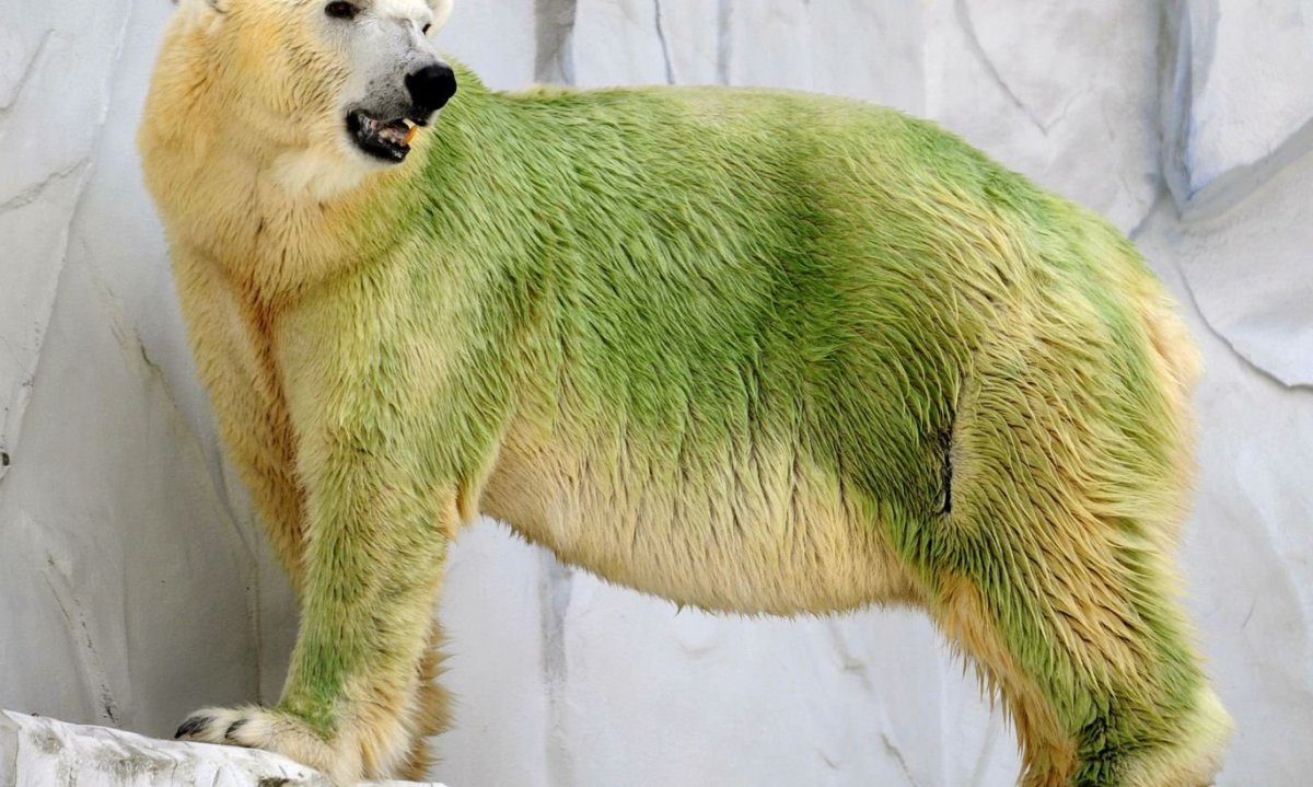 Медведь морда в солнце