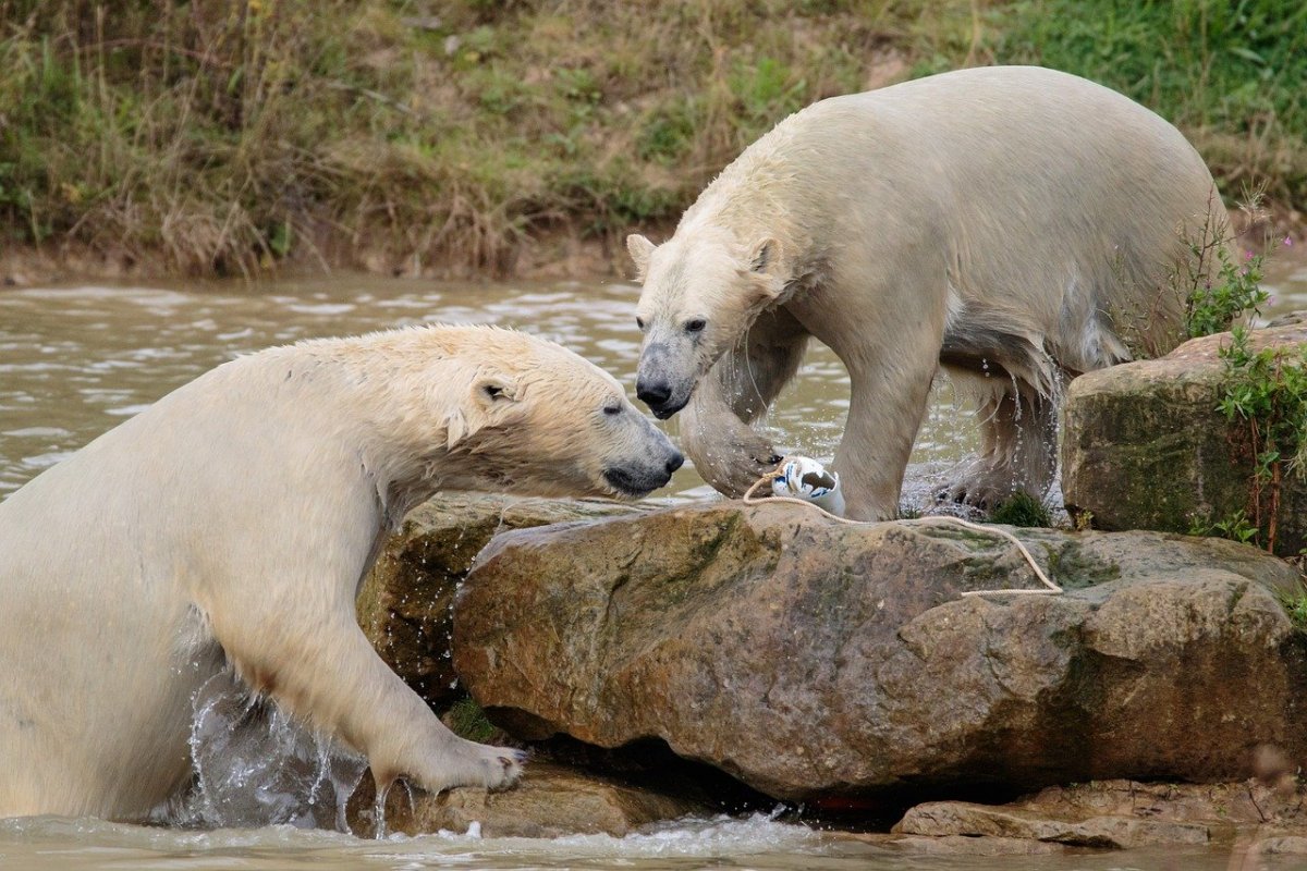 Полярный медведь без шерсти