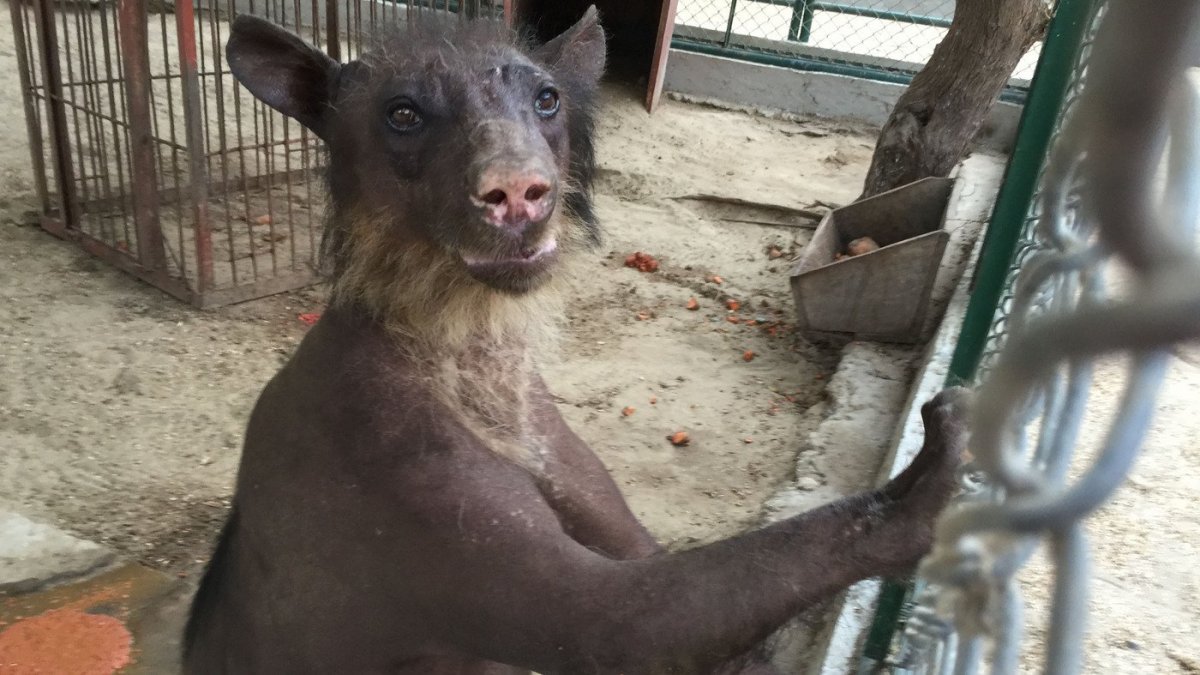 Белый медведь без шерсти