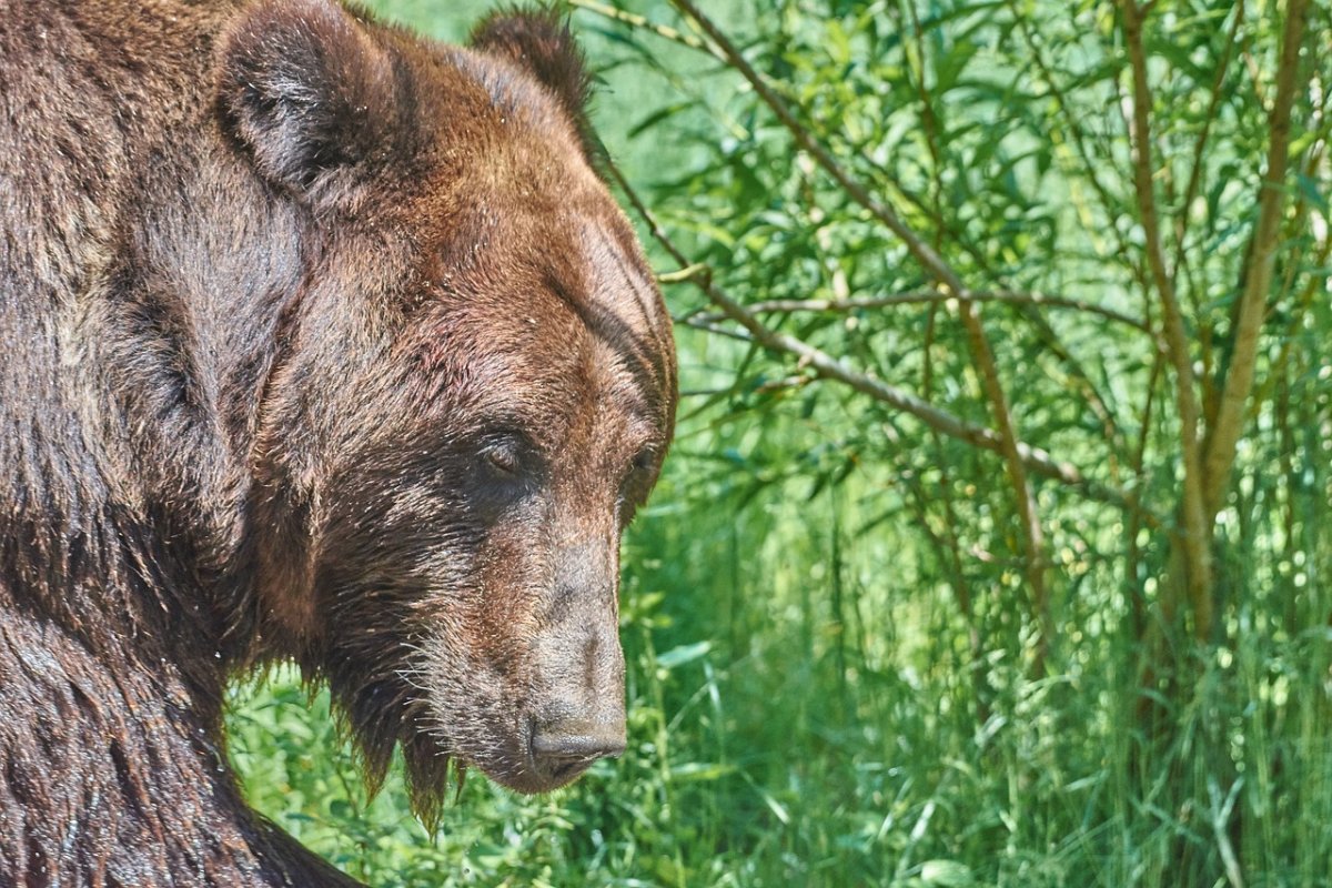 Большая медвежья