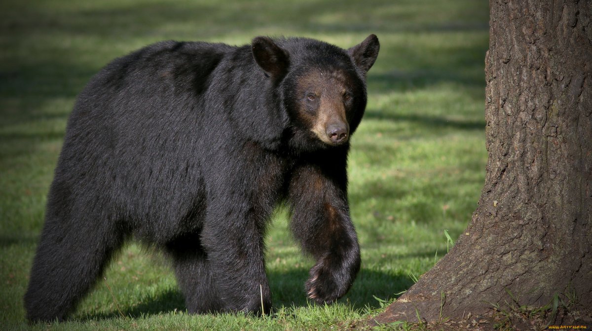 Белый медведь без шерсти