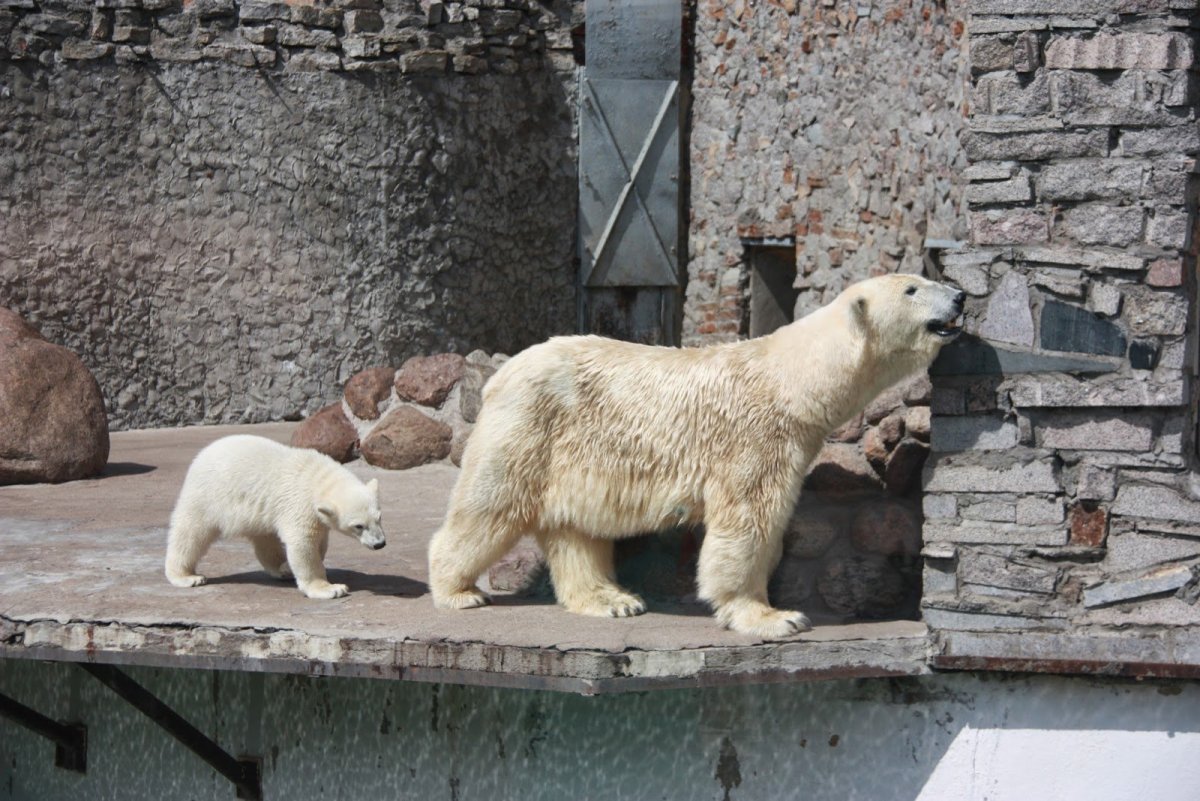 Белый медведь без шерсти