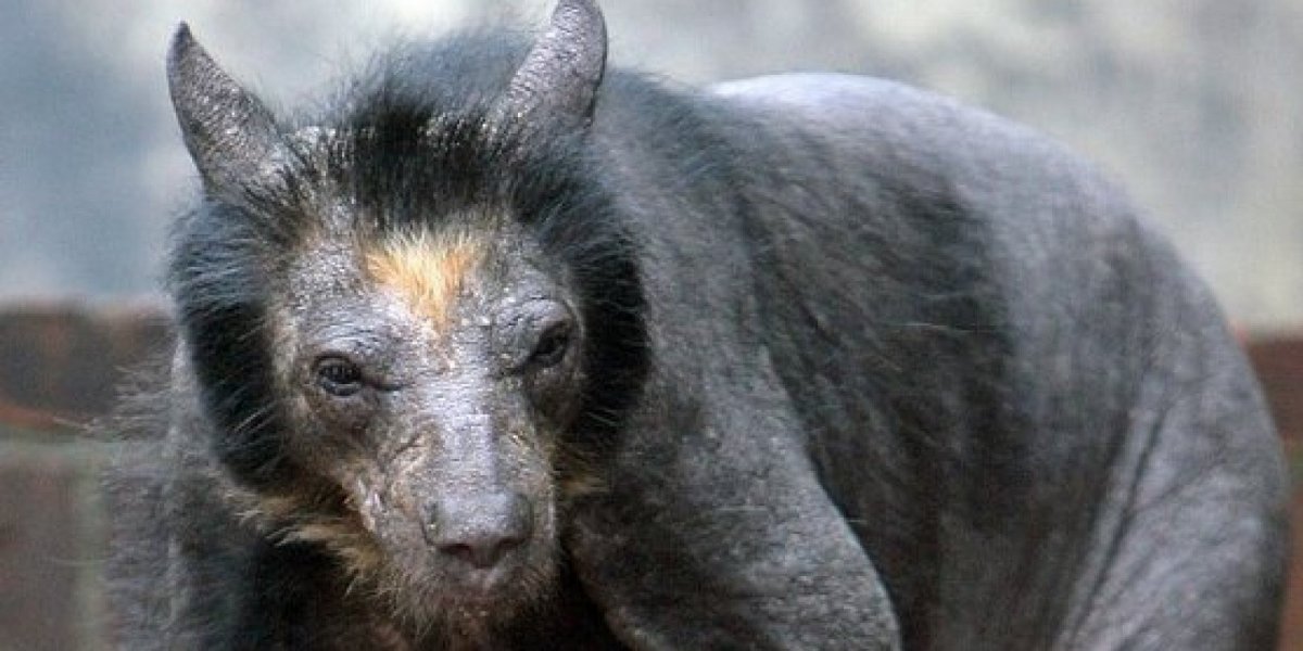 Гризли без шерсти