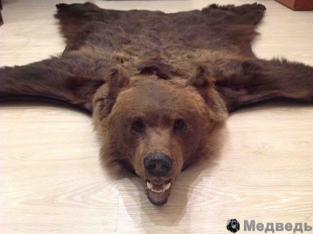 Худой медведь