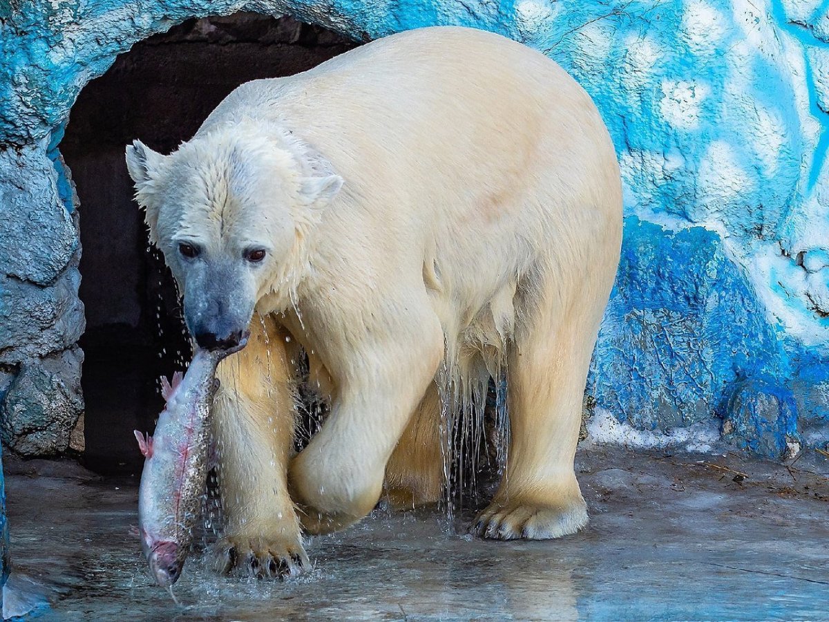 Очковый медведь спит