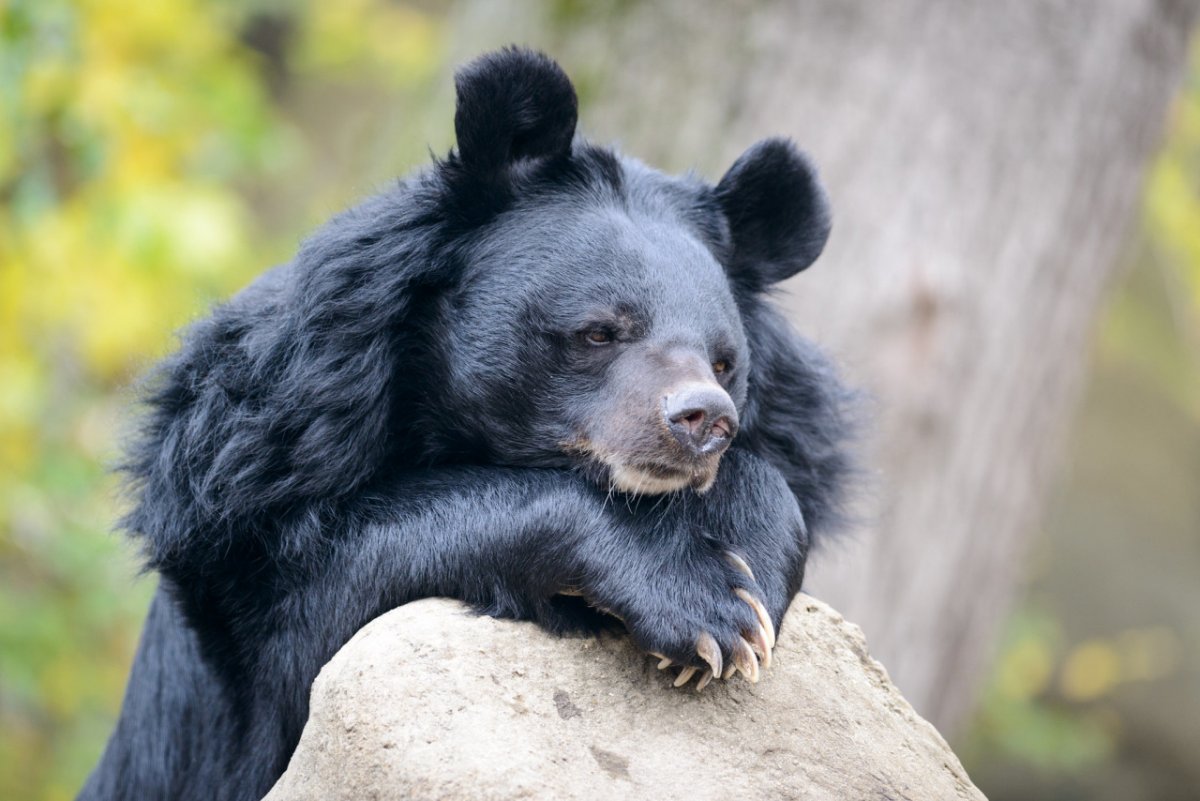 Бурый медведь в Ульяновской области