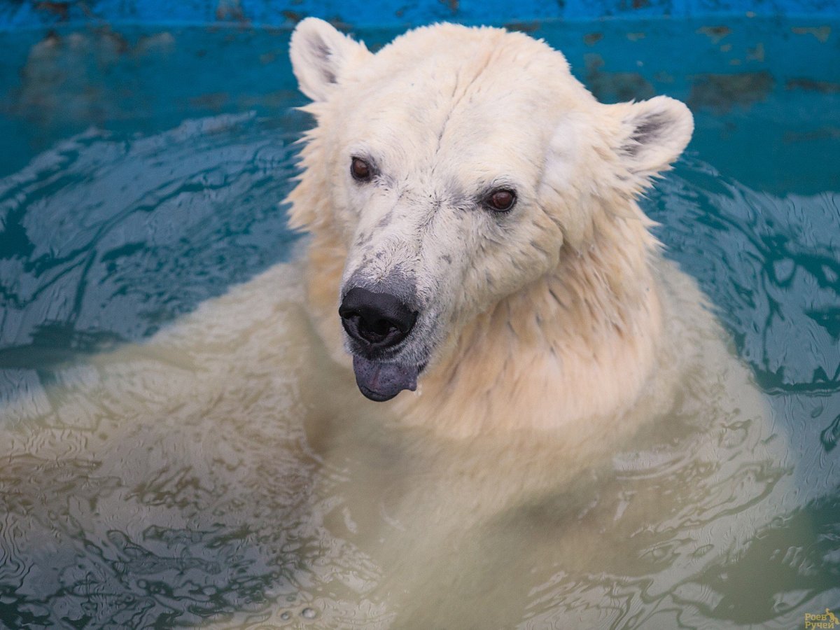 Гигантский Гризли Аляска