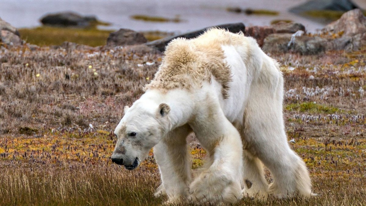 Европейский бурый медведь