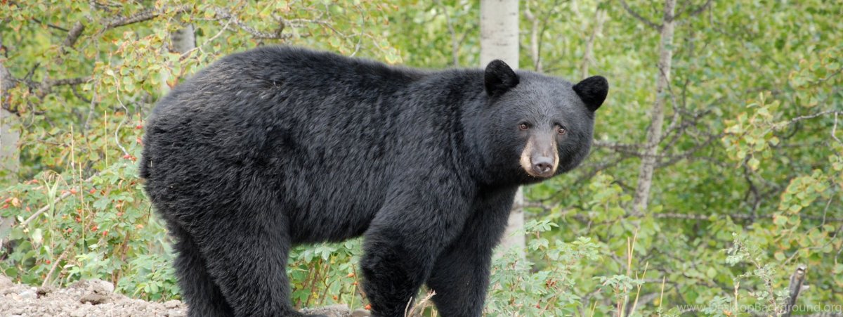 Медведь бурый красивый