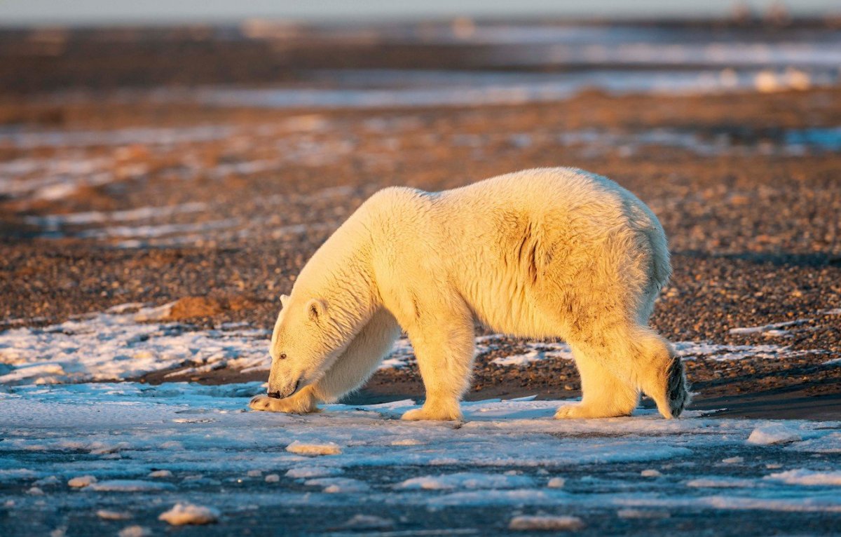 Бурый медведь глаза