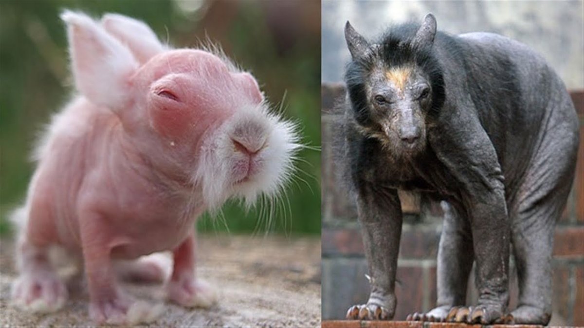 Медведь без шерсти фото