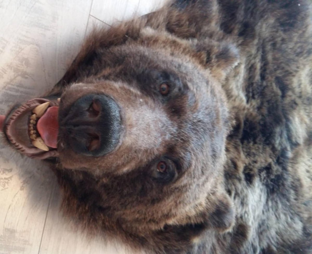 Белый медведь