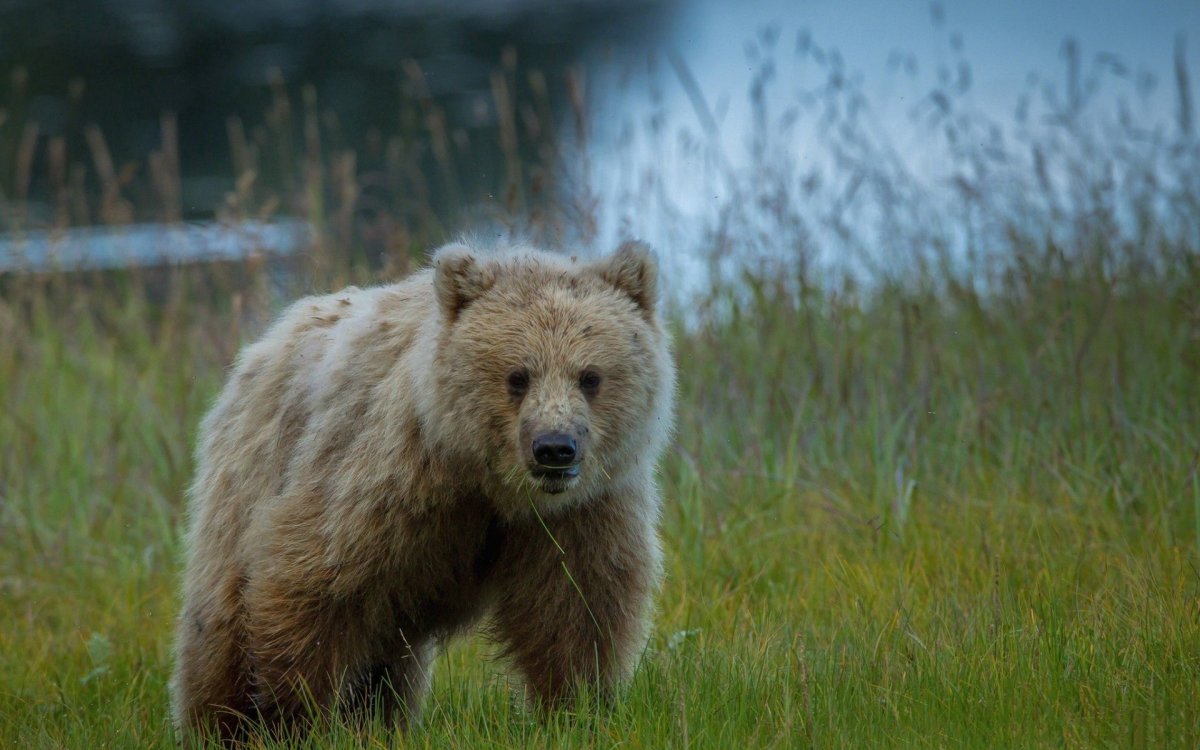 Тянь-шаньский бурый медведь