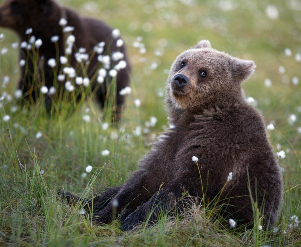 Северная Америка медведь Гризли