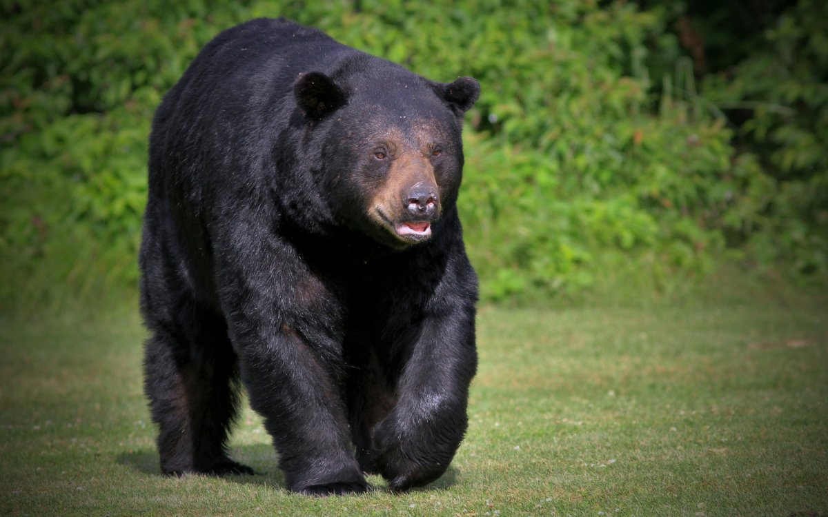Медведь бурый Кодиак