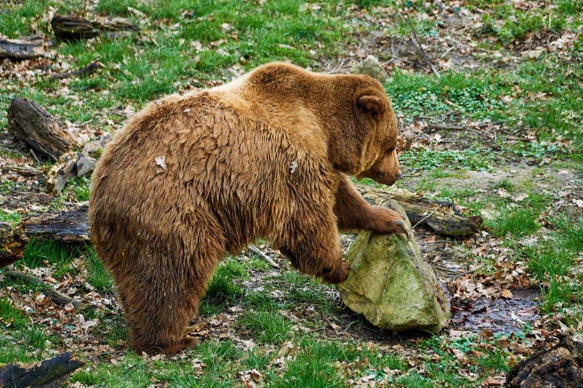 Бурый медведь (Ursus arctos)