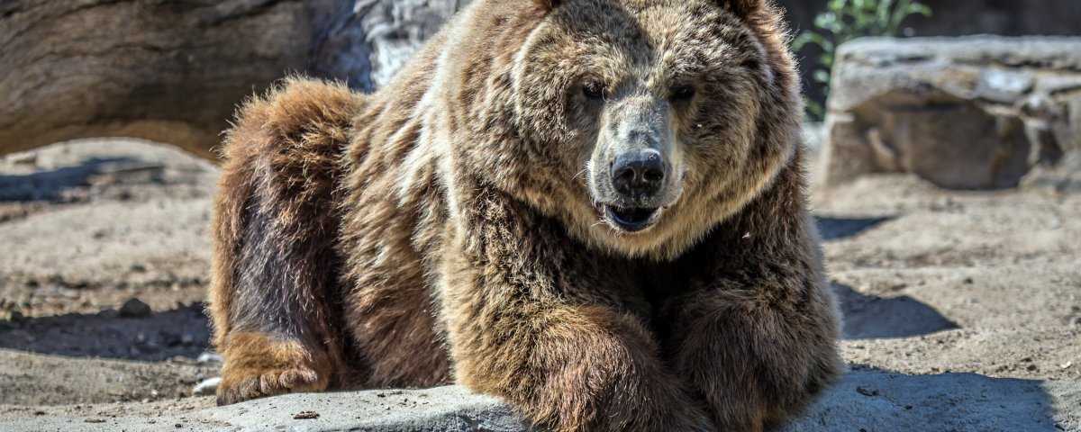 Хвост медведя