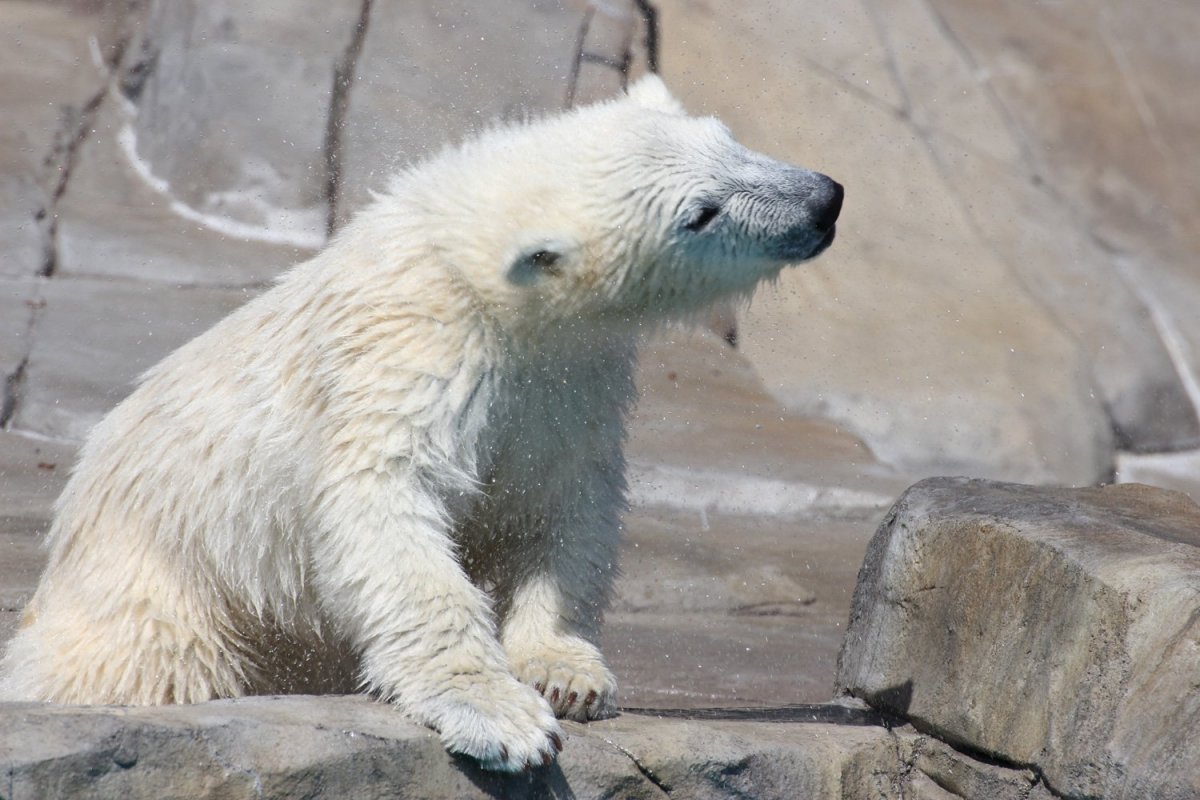 Лысый Гималайский медведь