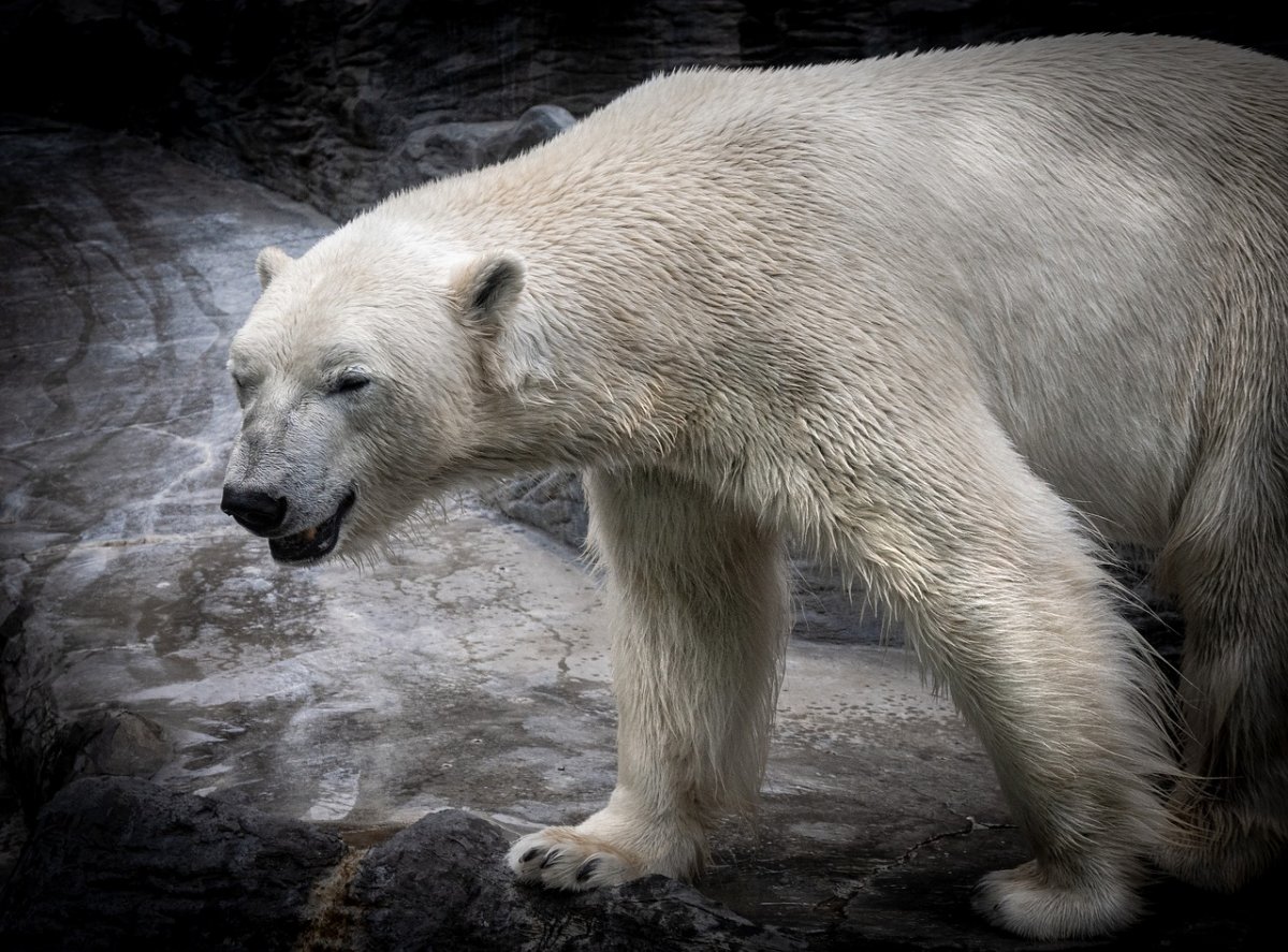 Ледяной медведь