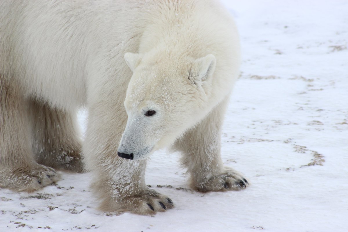 Волос белого медведя