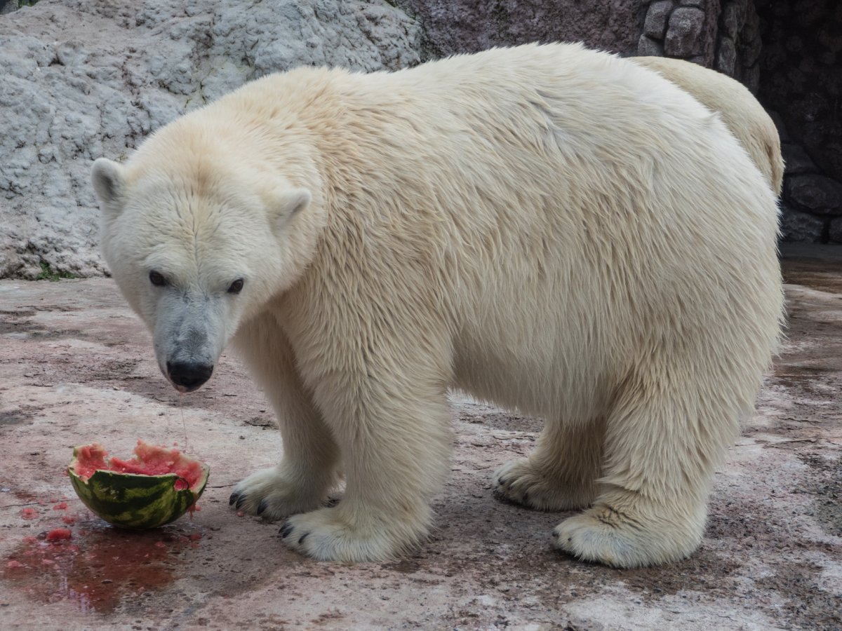Зоопарк Ижевск медведи