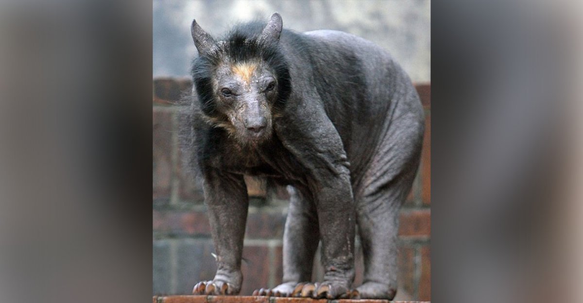 Очковый медведь лысый