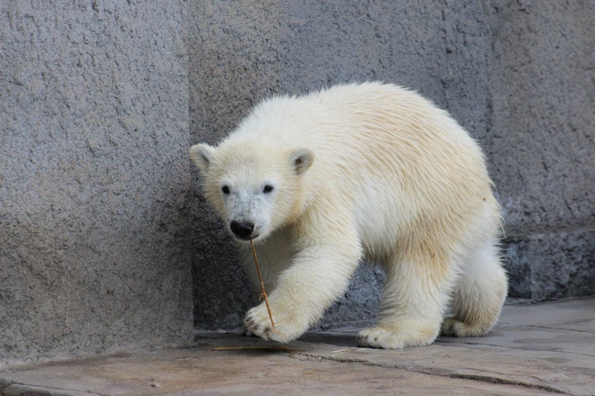 Полярный медведь без шерсти
