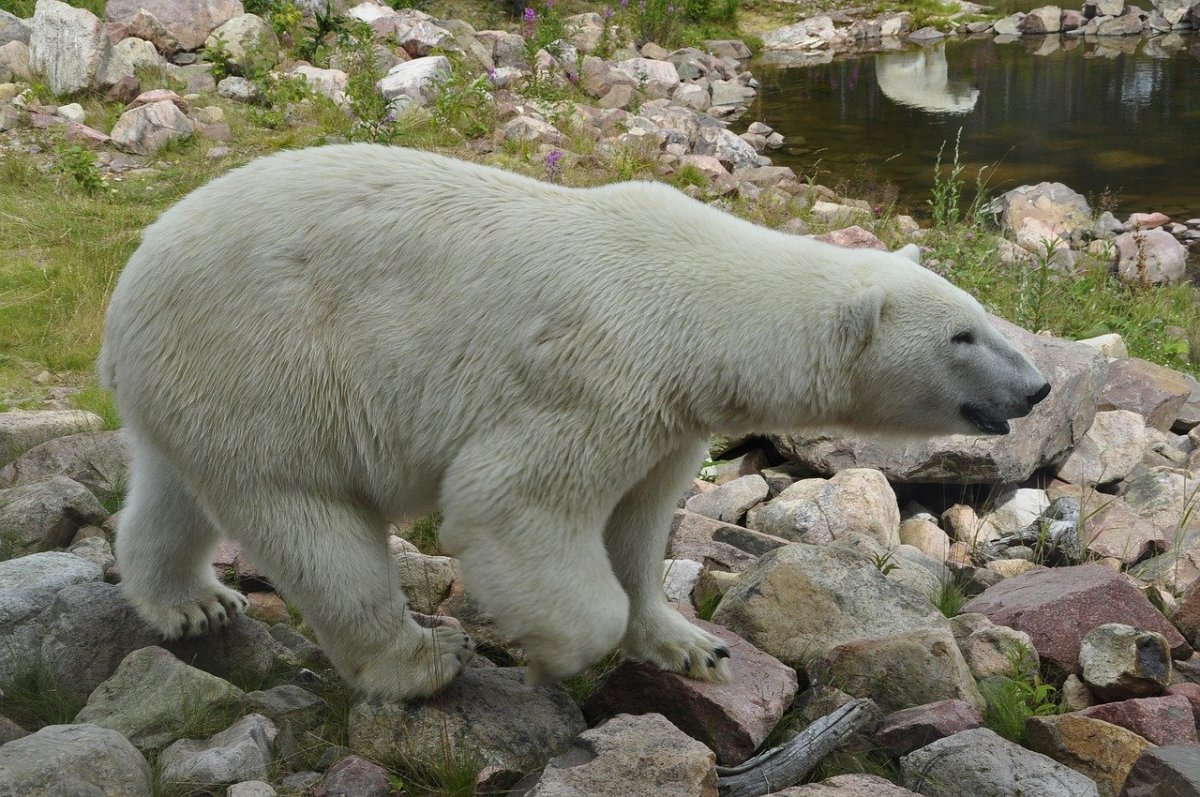 Зелёный белый медведь