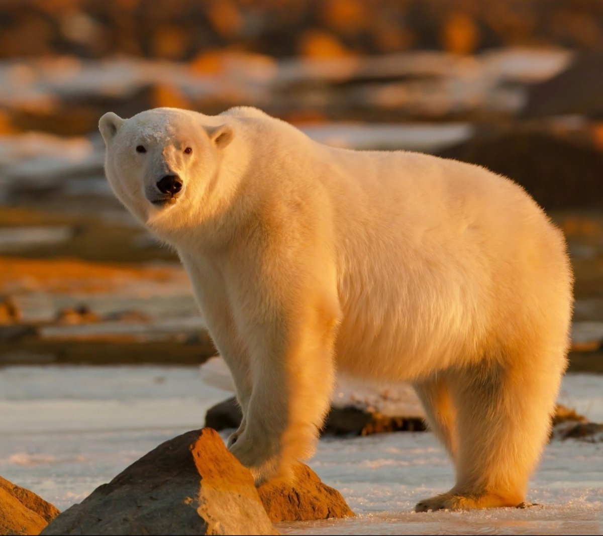 Фиолетовый Полярный медведь