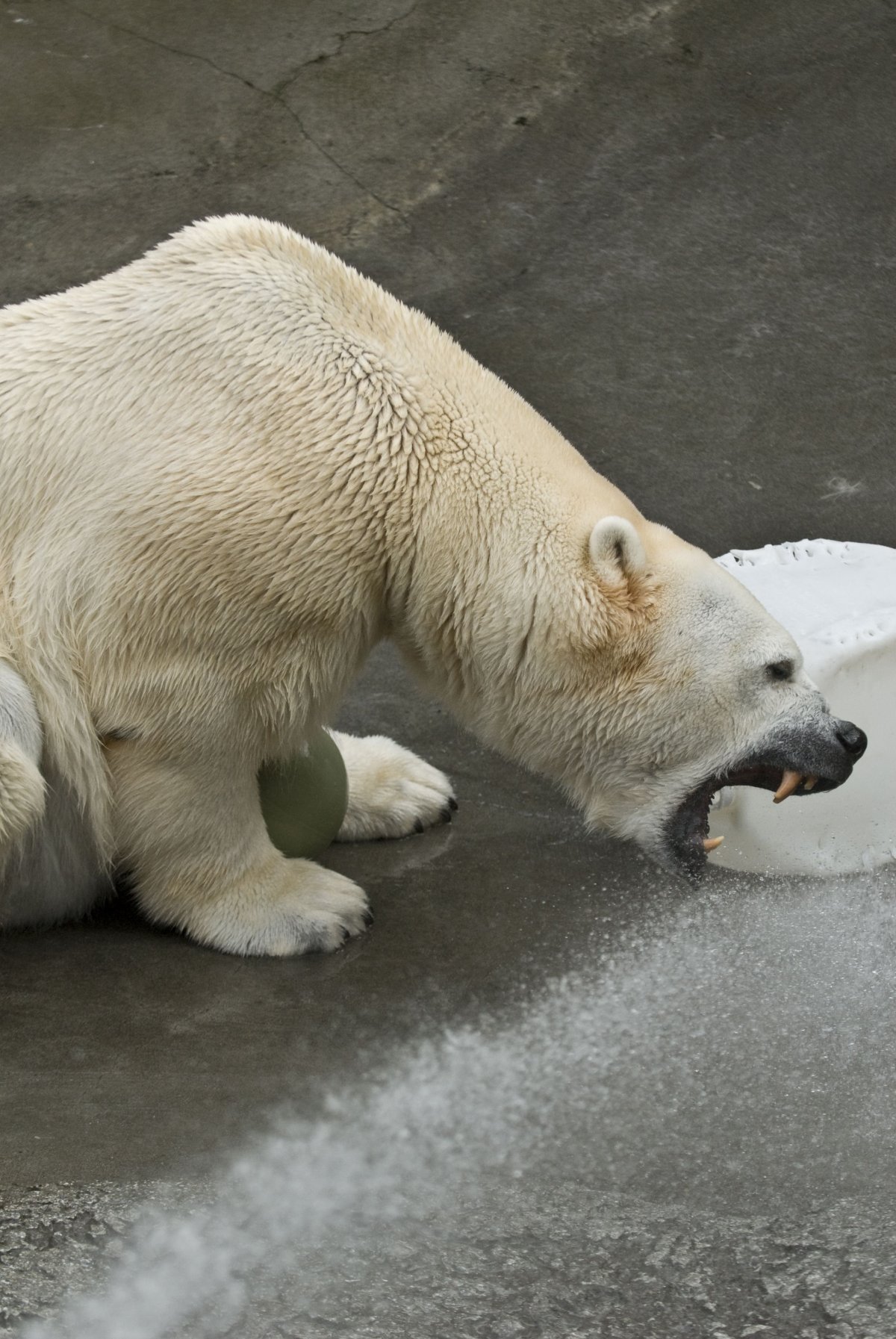 Толстый белый медведь