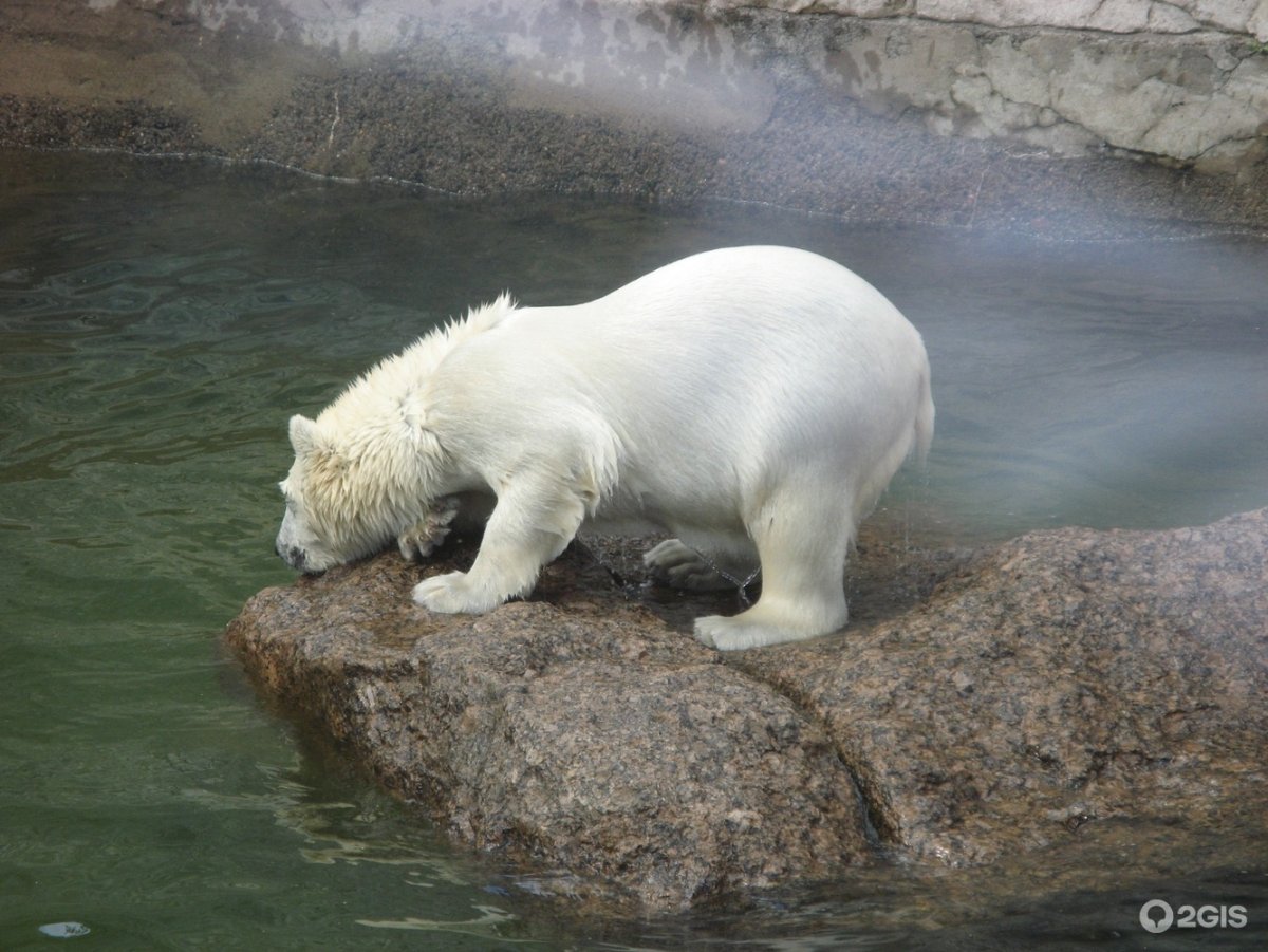 Белый медведь без шерсти