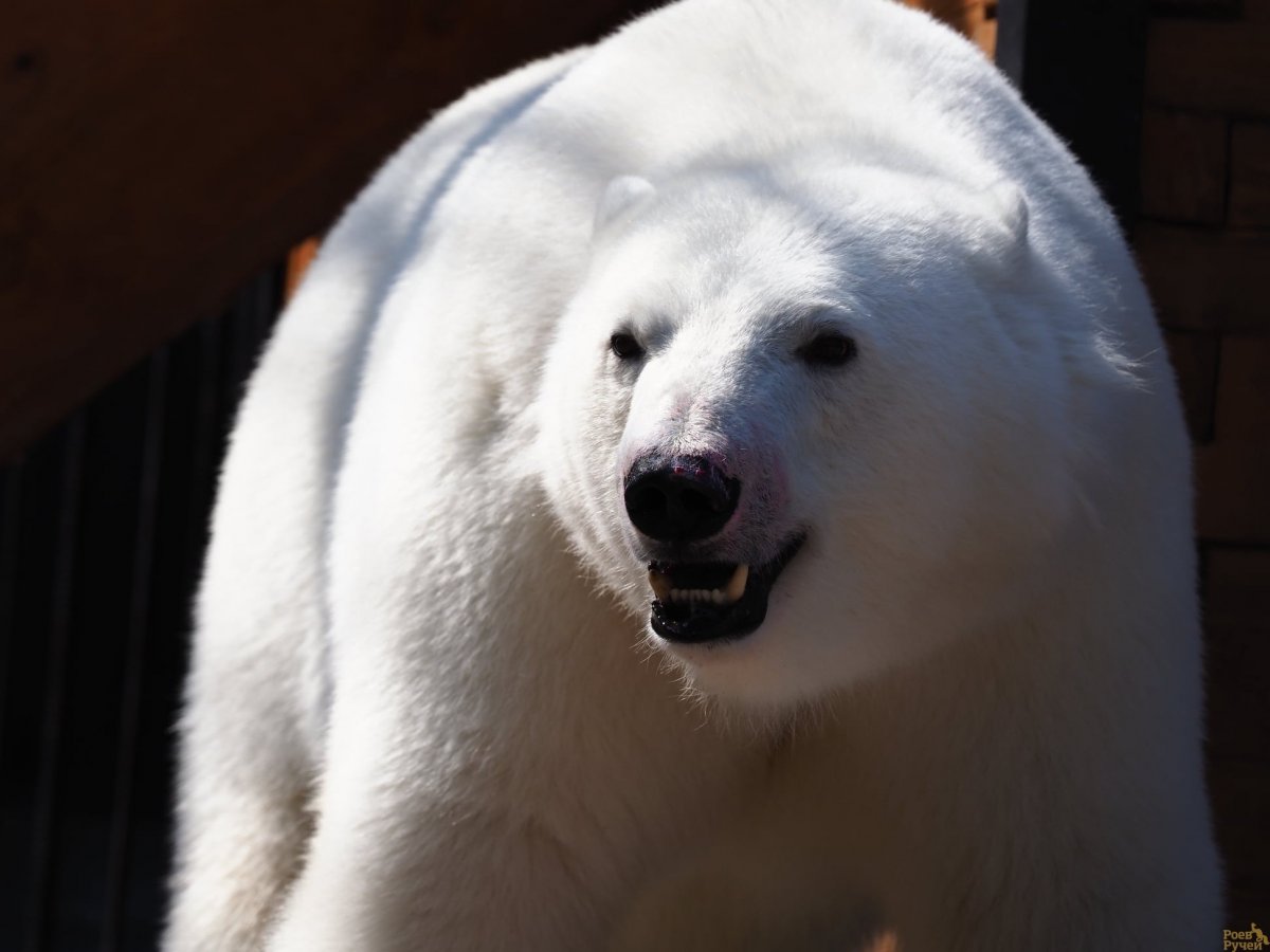 Белый медведь баз шерсти