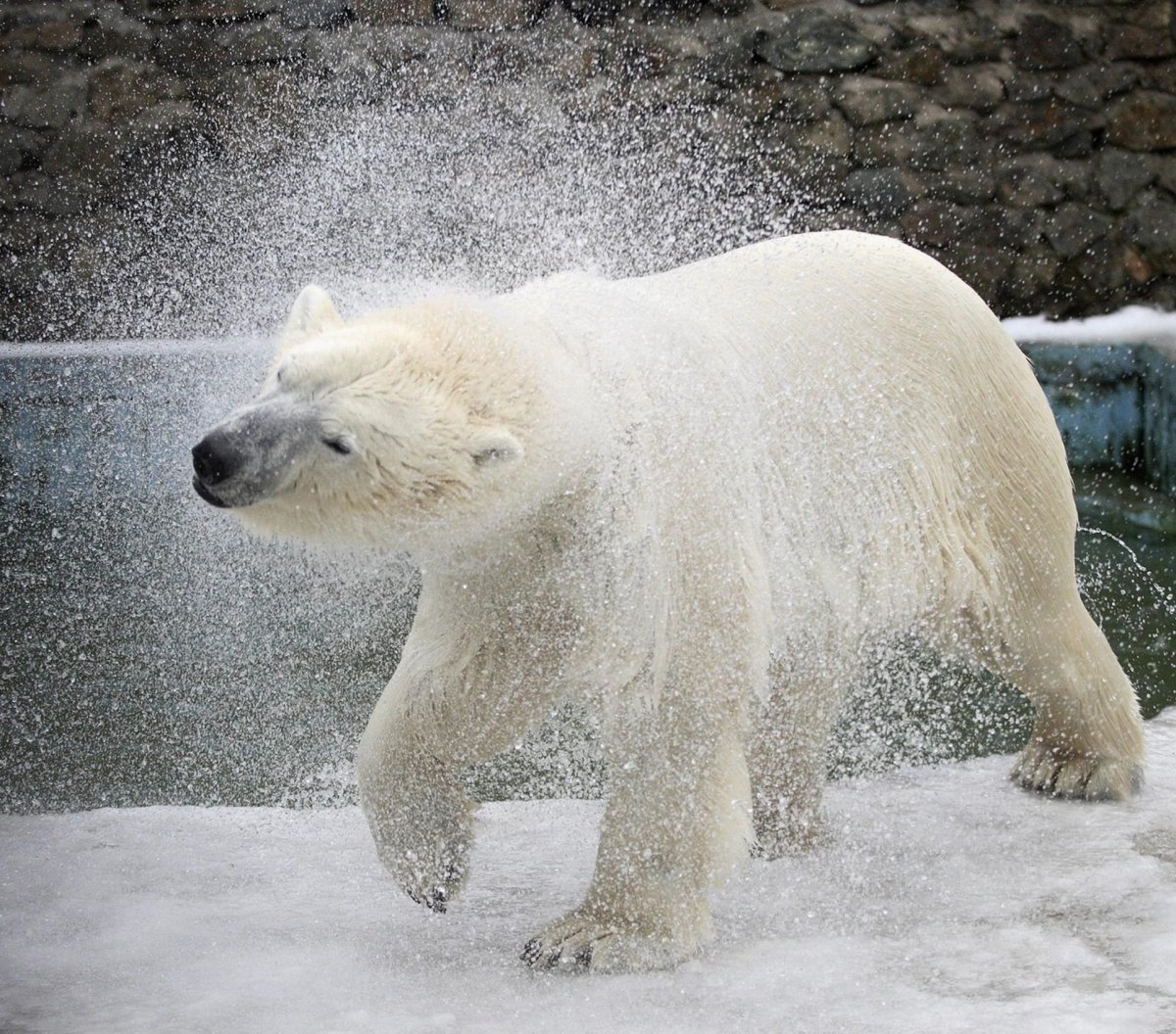 Мокрый белый медведь
