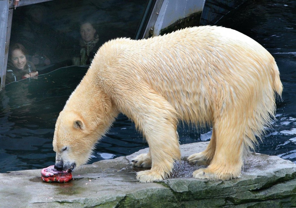 Полярный медведь без шерсти