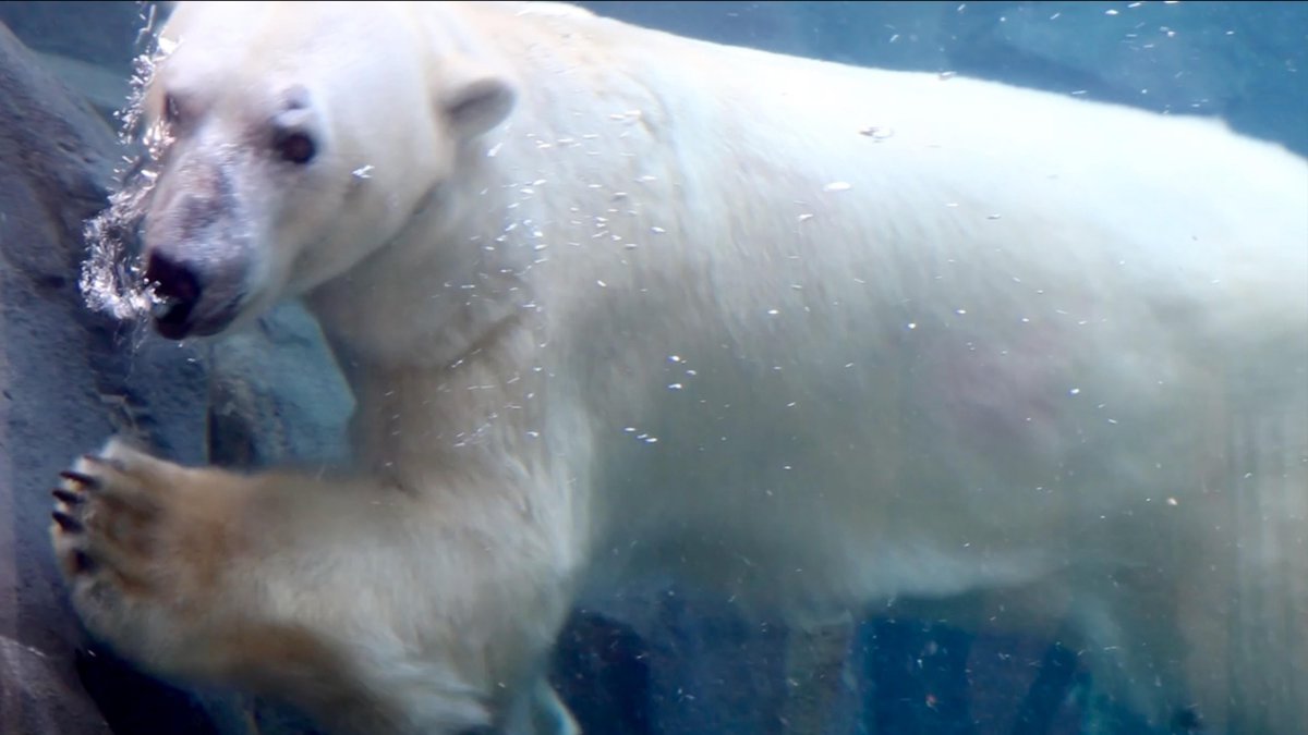 Белый медведь без шерсти