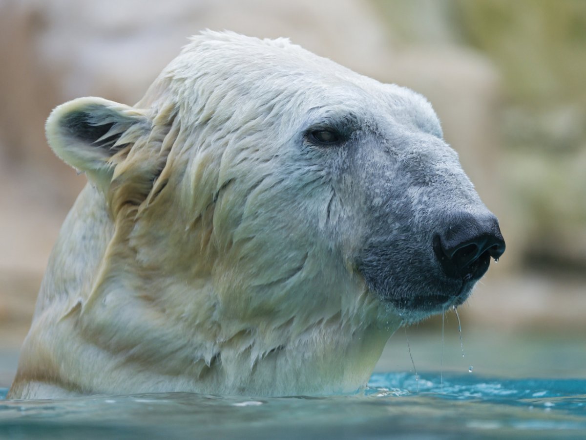 Белый медведь без шерсти